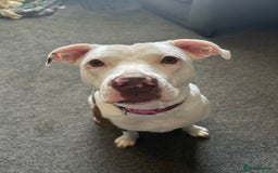Staffordshire Bull Terrier dogs for sale: Maggie  - Image 1