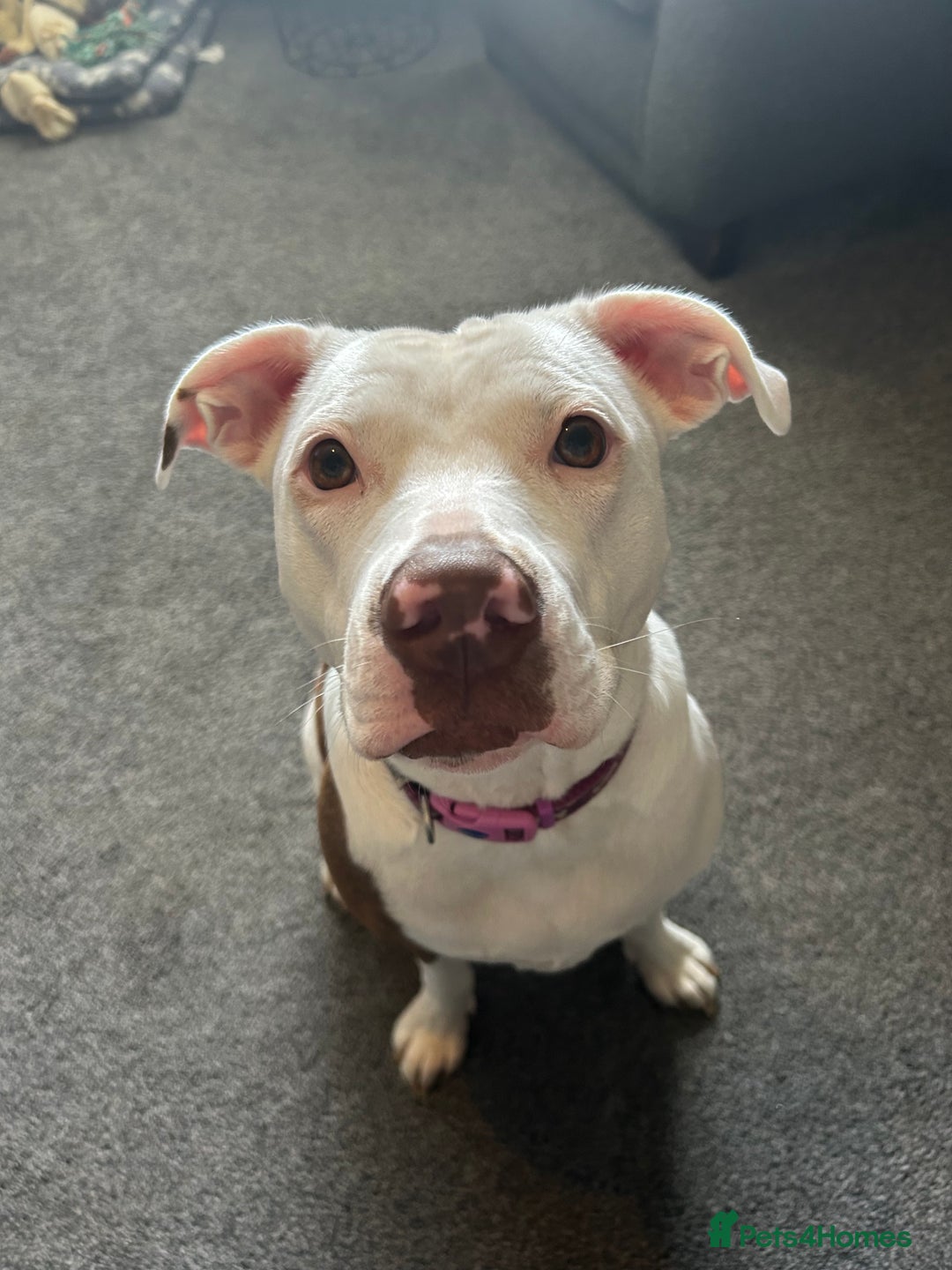 Staffordshire Bull Terrier dogs for sale: Maggie  - Image 1