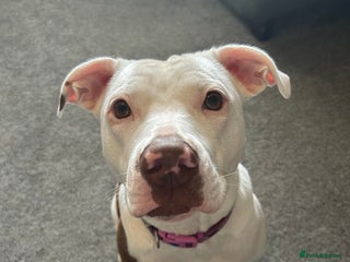 Staffordshire Bull Terrier dogs Maggie - Advert 3