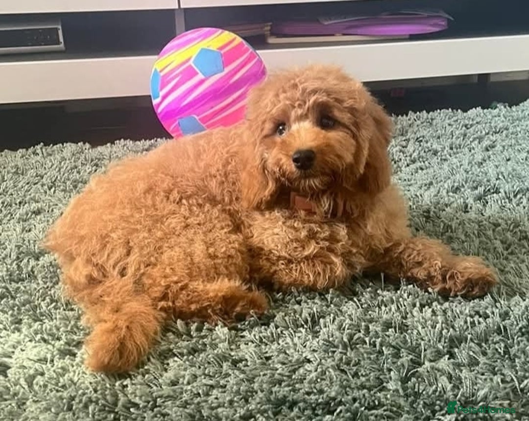 Cavapoo dogs for sale: F2 Cavapoo Gorgeous Babies!  - Image 12
