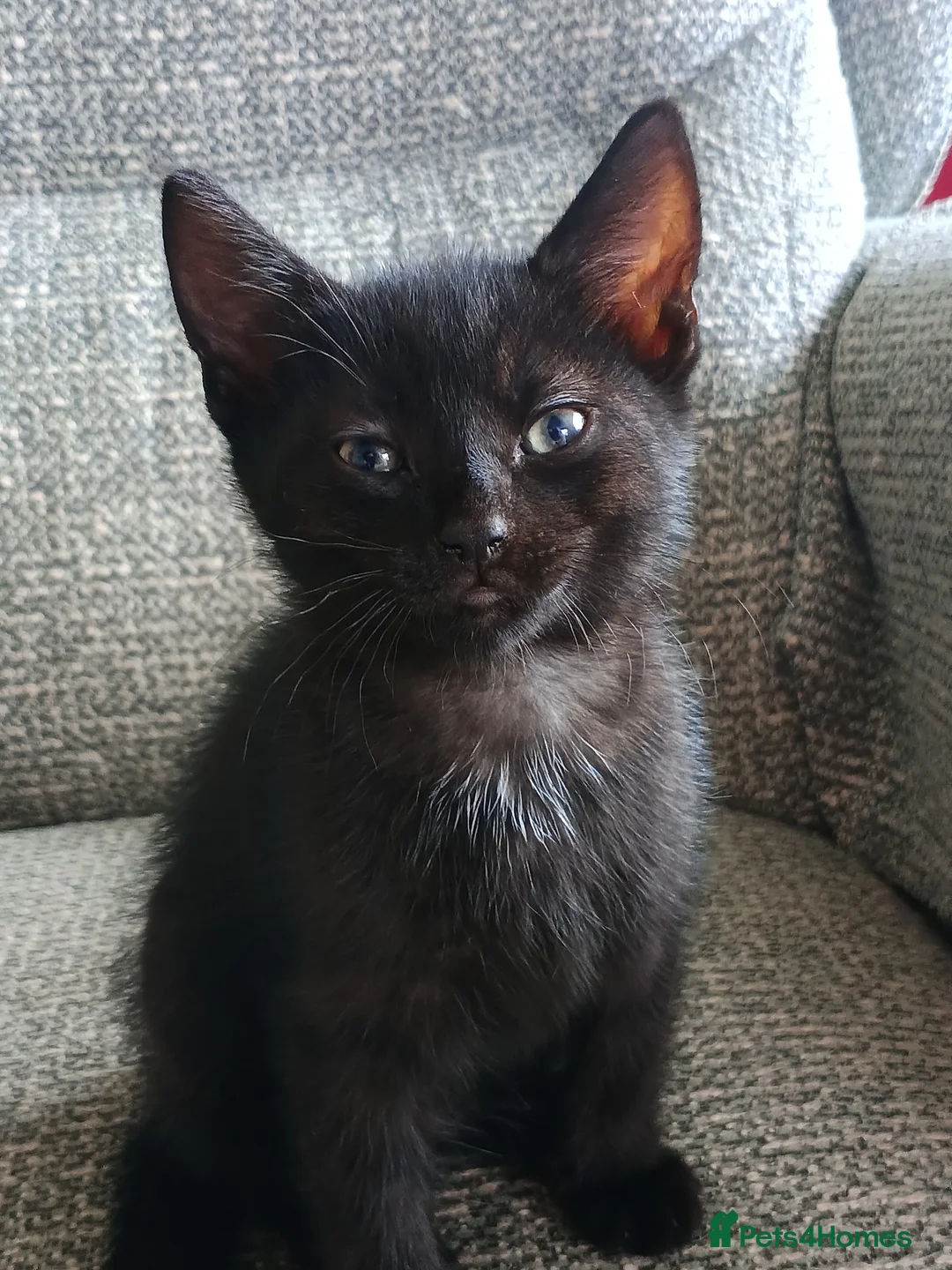 Mixed Breed cats for sale: Three kittens for sale in Clipston in Market Harborough - Advert 2