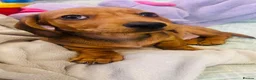 Miniature Dachshund dogs for sale: Loving Home Wanted for My Beautiful Dachshund Boy  - Advert 6