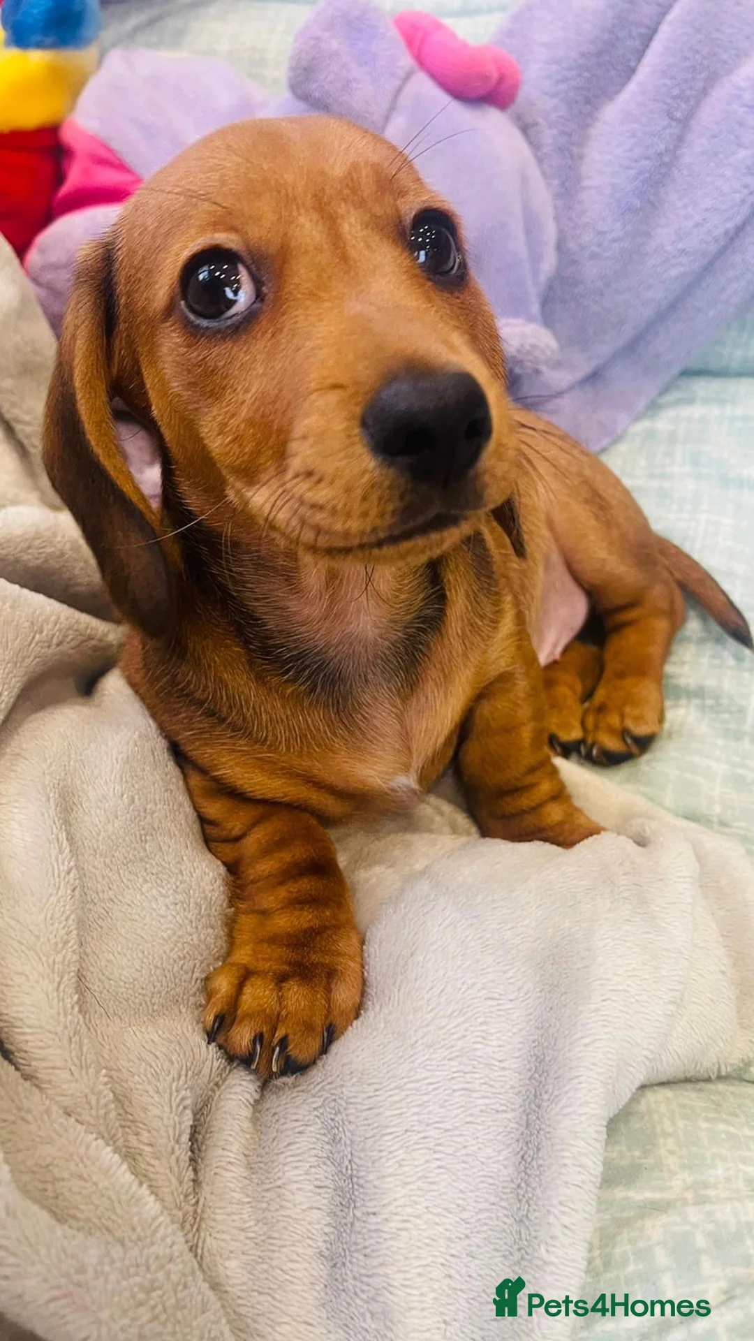 Miniature Dachshund dogs for sale: Loving Home Wanted for My Beautiful Dachshund Boy  - Advert 6
