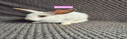 Mini Lion Lop rabbits for sale: Mini Lion Lop Bunnies - Advert 15