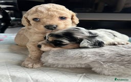 Cockapoo dogs for sale: Rare marked  small cockerpoo puppys  - Advert 13