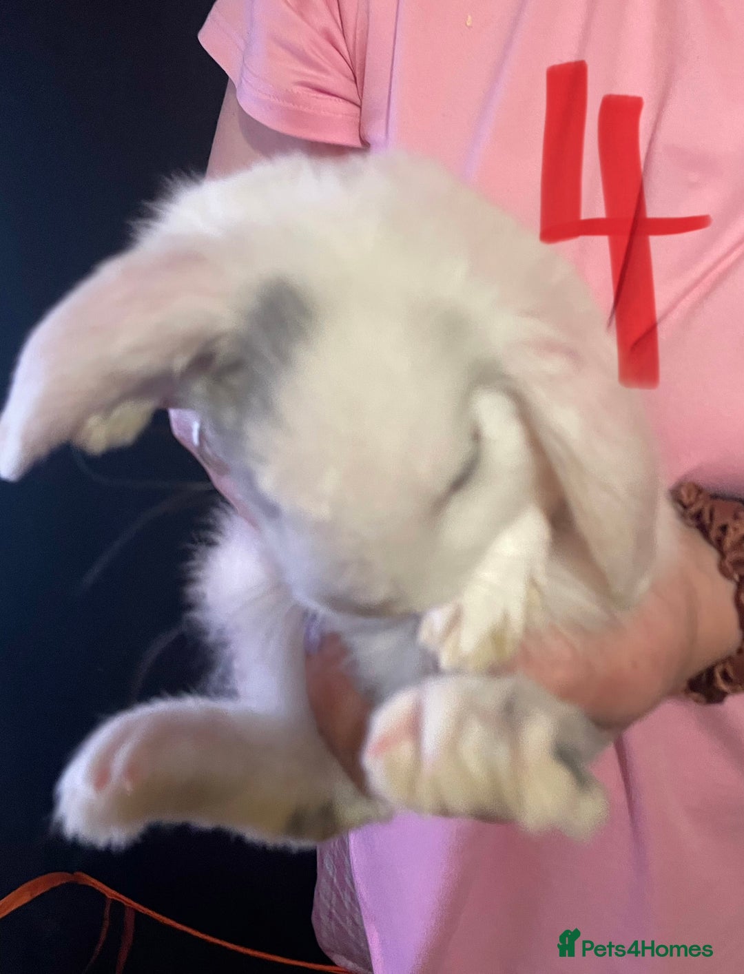 Mixed Breed rabbits for sale: 4x Bunnies for sale  - Advert 14