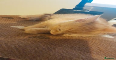 Mixed Breed cats - Advert 7