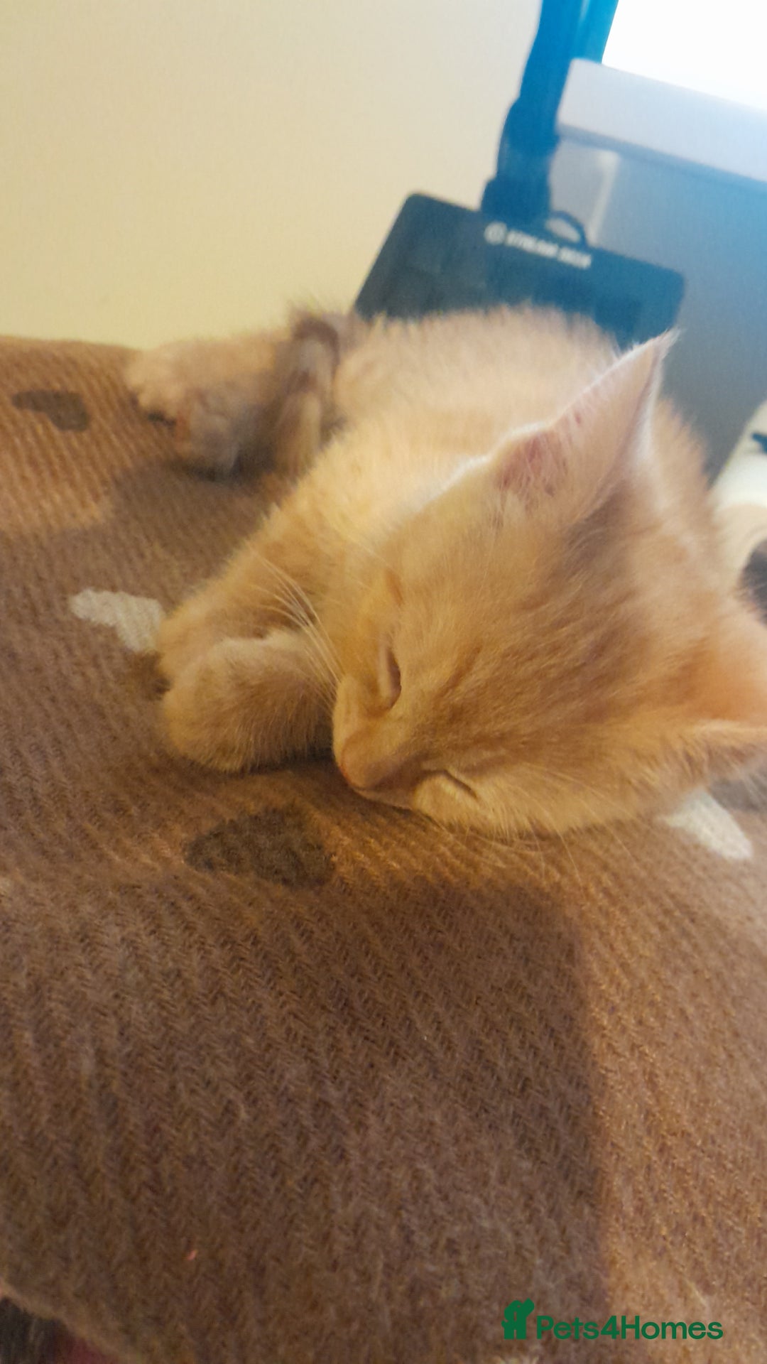 Mixed Breed cats for sale: Cute Mixed Breed Kitten - Image 2
