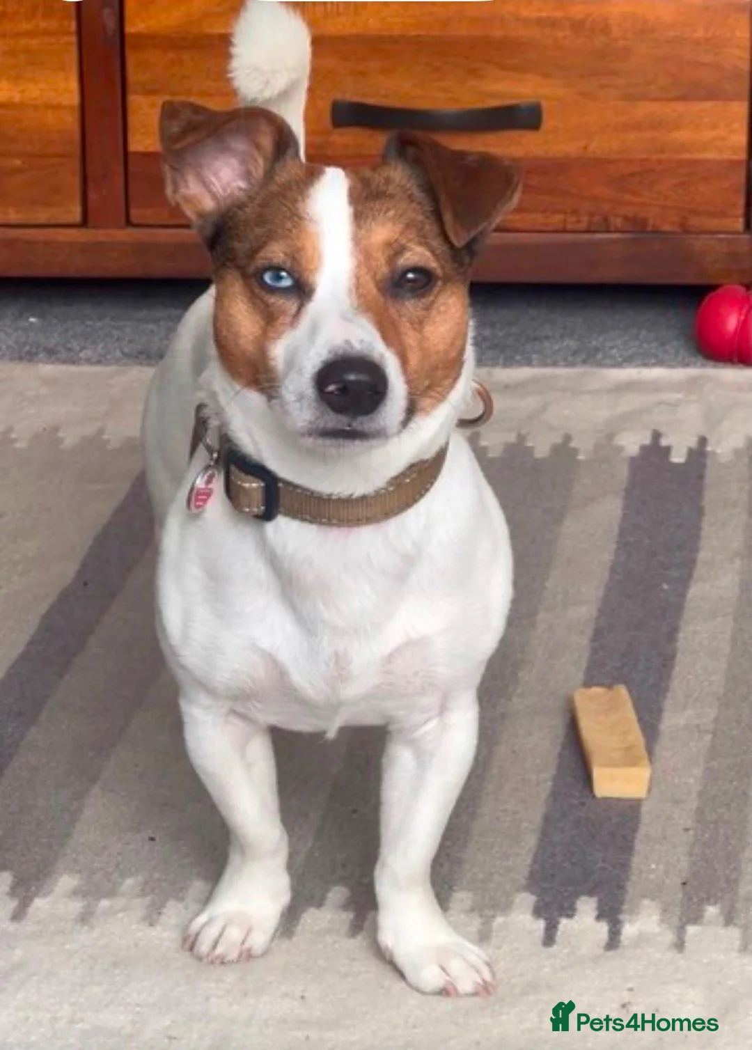 Jack Russell dogs for sale: Last little girl - Advert 8