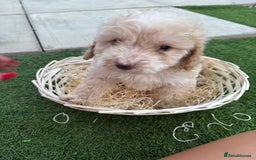 Cockapoo dogs for sale: F2  cockapoo puppies  - Image 5
