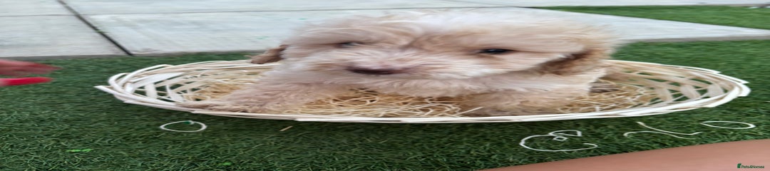 Cockapoo Puppy 4