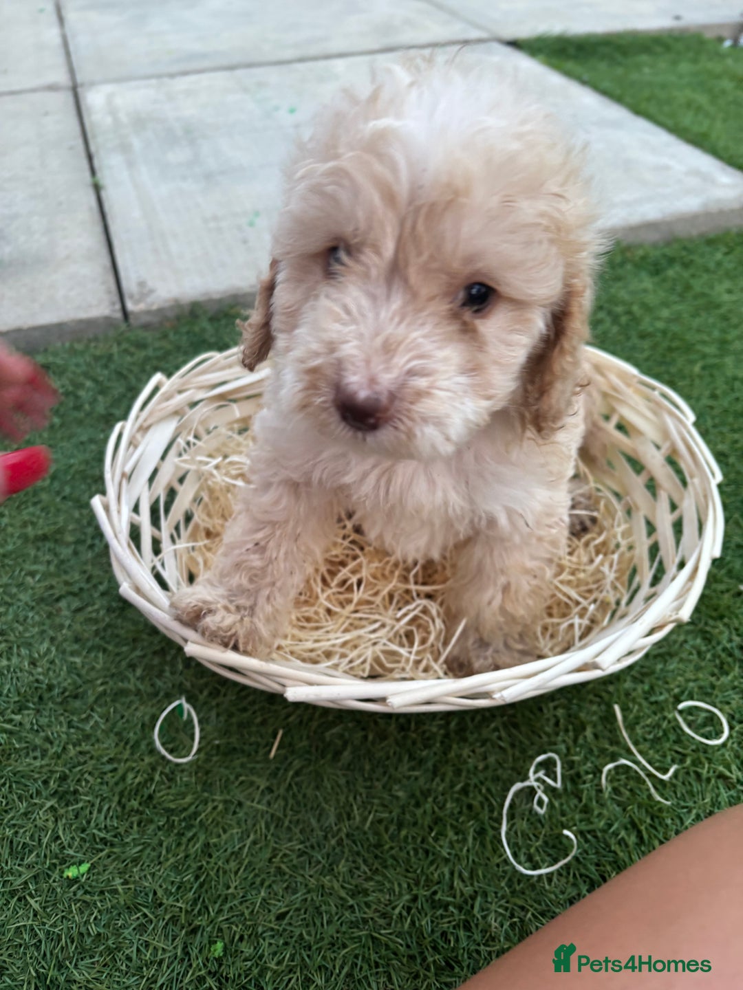 Cockapoo dogs for sale: F2  cockapoo puppies  - Image 5