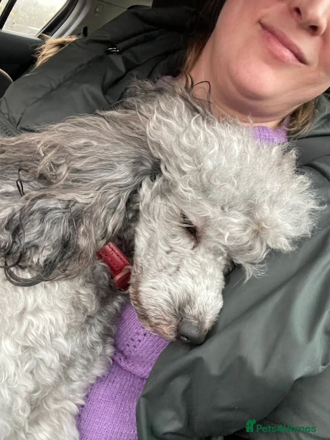 Miniature Poodle dogs for stud: Mister Kent Merlin silver miniature Poodle Stud in London - Advert 13