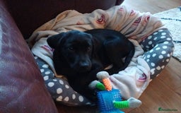 Labrador Retriever dogs for sale: Labrador puppy - Image 3