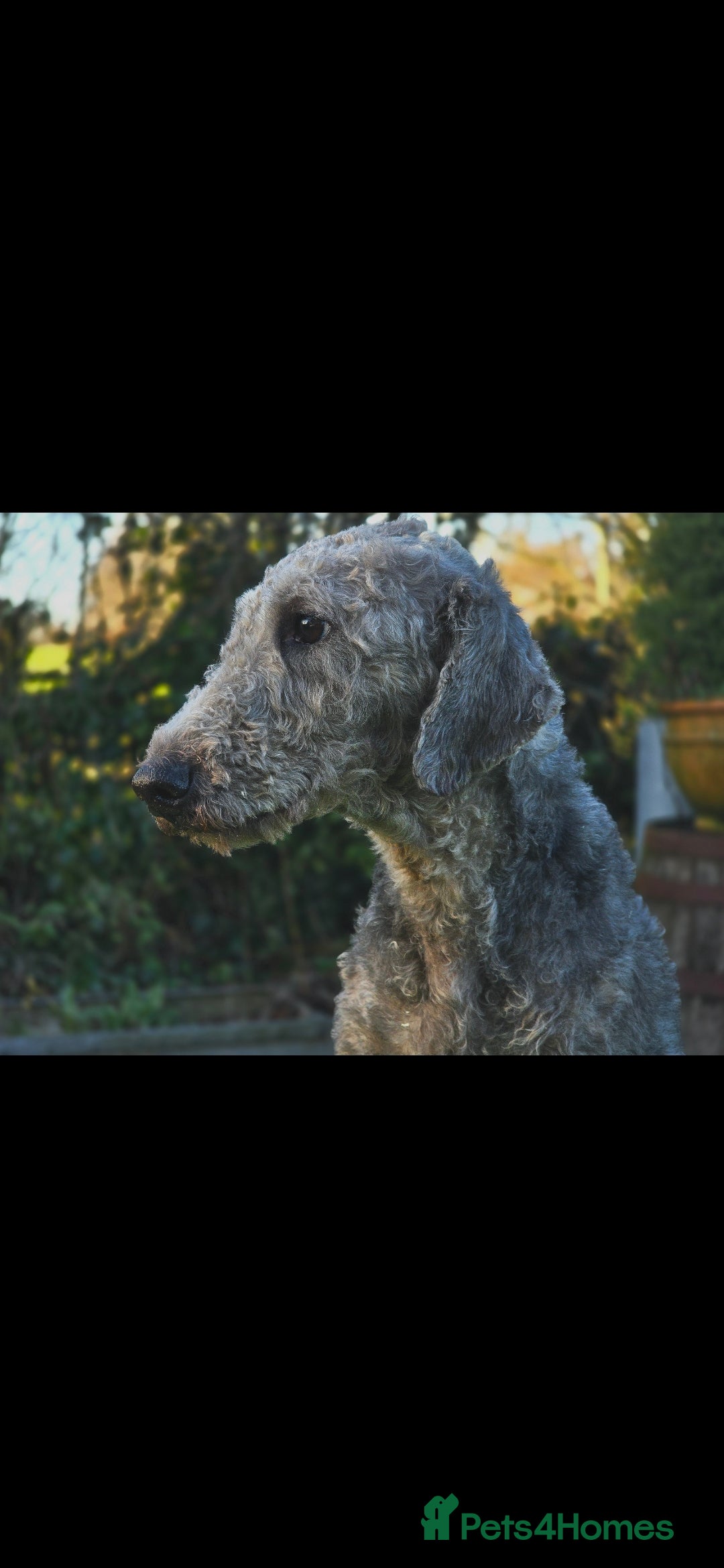 Bedlington Terrier dogs Bedlington stud - Advert 6