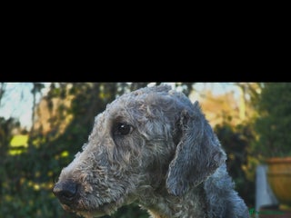 Bedlington Terrier dogs Bedlington stud - Advert 6