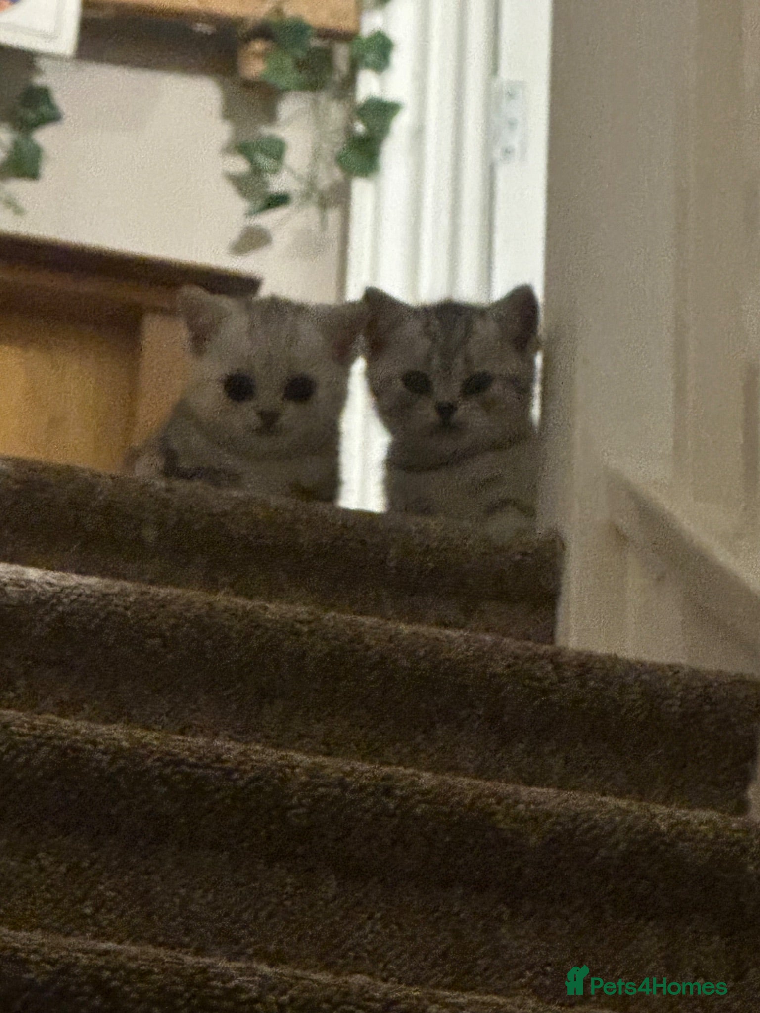 British Shorthair cats Boy and mum for sale British short hair - Advert 18
