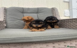 Cockapoo dogs for sale: F1 pra clear Cockapoos (council licensed breeder) - Image 10