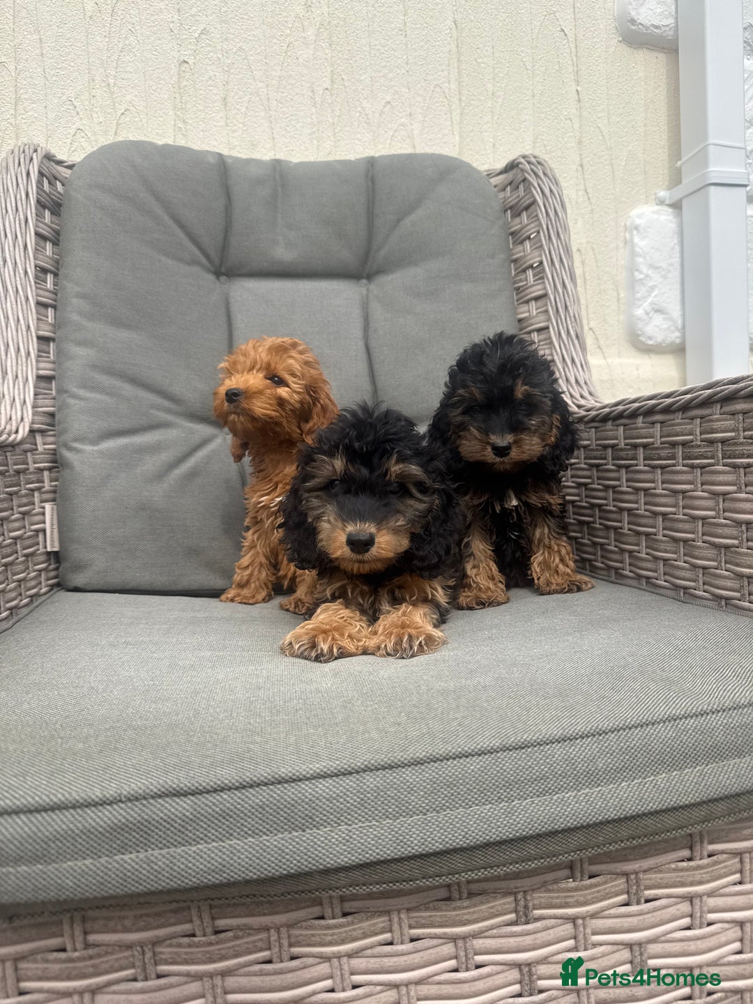 Cockapoo dogs for sale: F1 pra clear Cockapoos (council licensed breeder) - Image 10