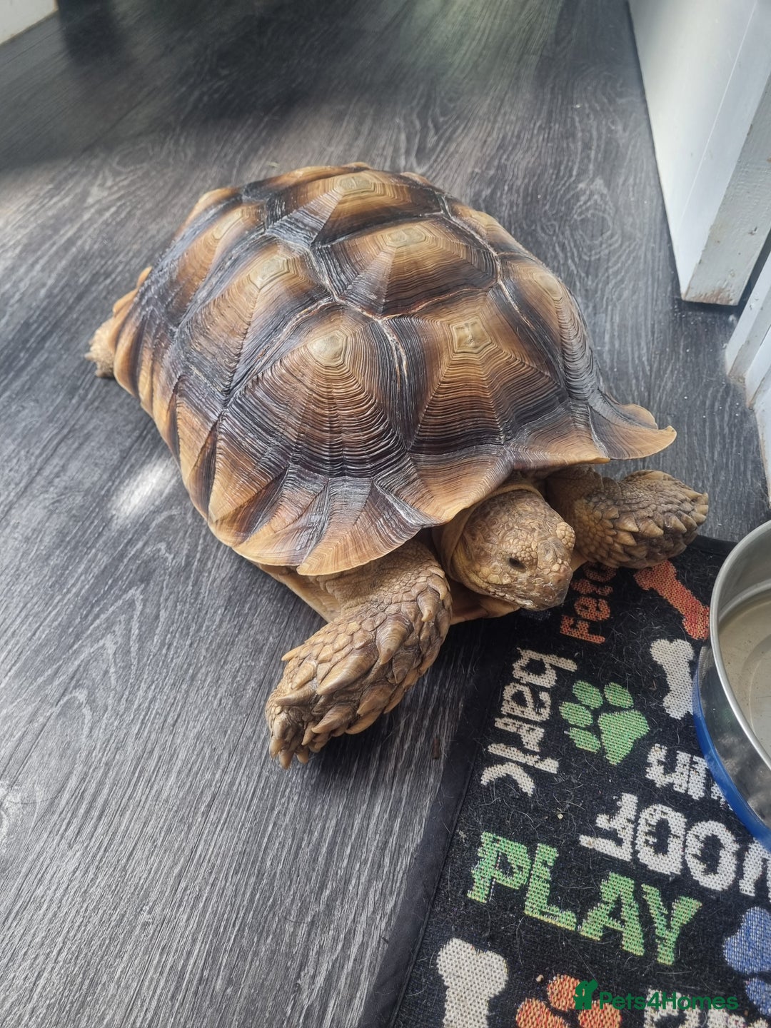 Tortoise reptiles for sale: Sulcata Tortoise - Image 5