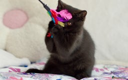 British Shorthair cats for sale: Beautiful BSH kittens 😻 - Image 3