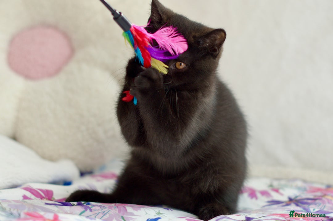 British Shorthair cats for sale: Beautiful BSH kittens 😻 - Image 3