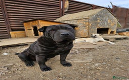 Shar Pei dogs for adoption: LIPA - a Superb, limping Girl, for a Loving Home - Image 2