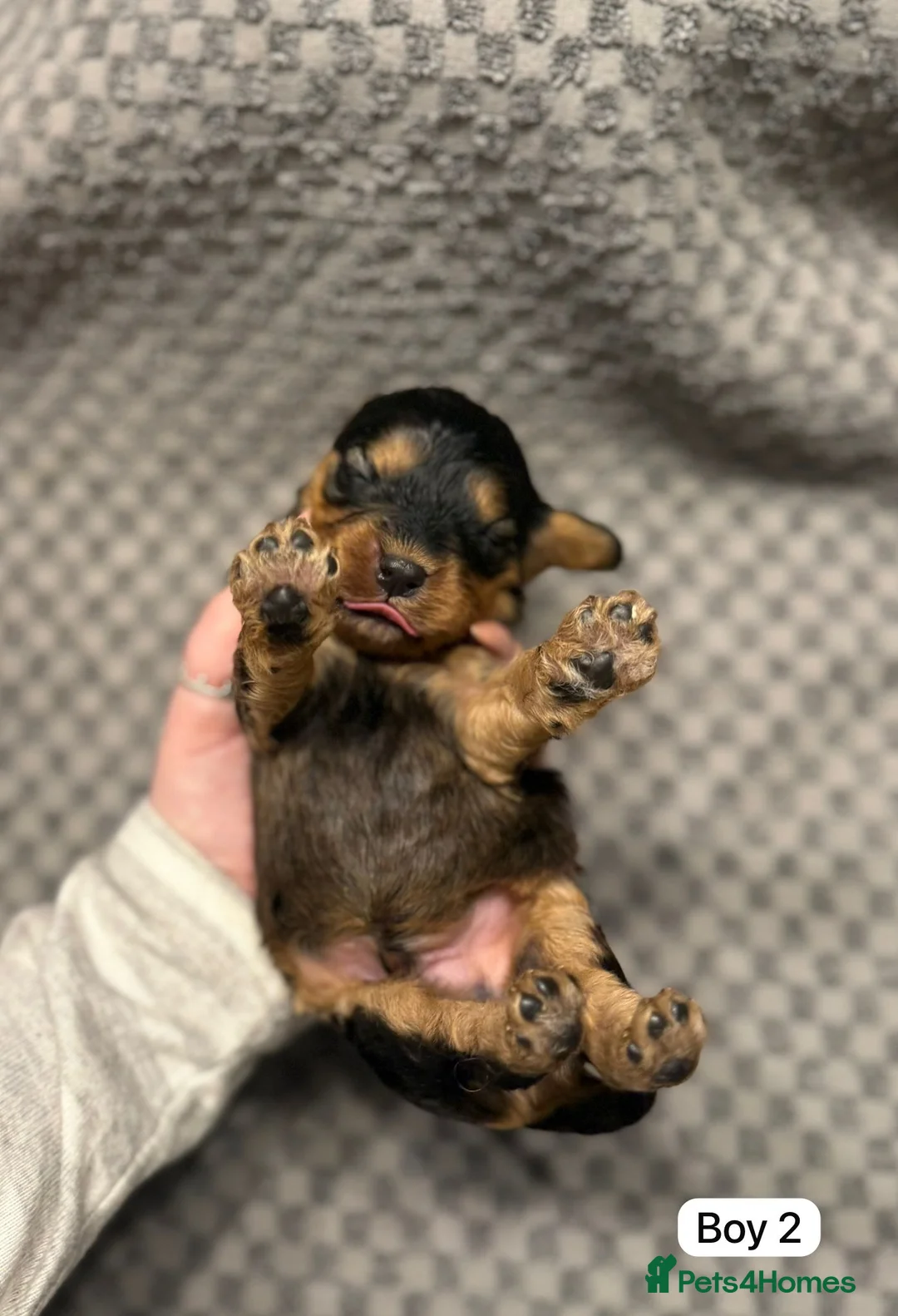 Cavapoo dogs for sale: Cavapoo Puppies - Advert 17