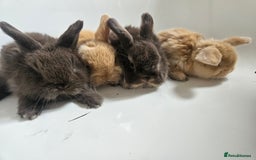 Mini Lop rabbits for sale: Ready now. Beautiful pure breed mini lop Bunnies - Image 5