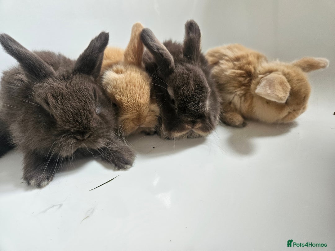 Mini Lop rabbits for sale: Ready now. Beautiful pure breed mini lop Bunnies - Image 5