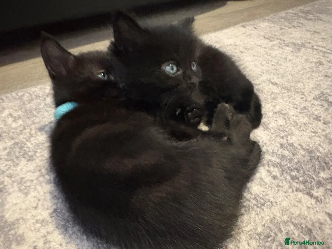Mixed Breed cats for sale: Balinese X British short hair Black fluffy kittens - Advert 2