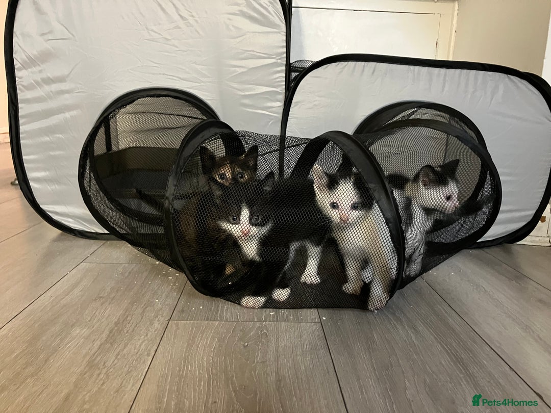 Mixed Breed cats for sale: Mixed breed kittens 8 weeks for sale  - Image 2