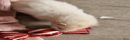 Ferret rodents for sale: Albino Ferret kits  - Advert 8