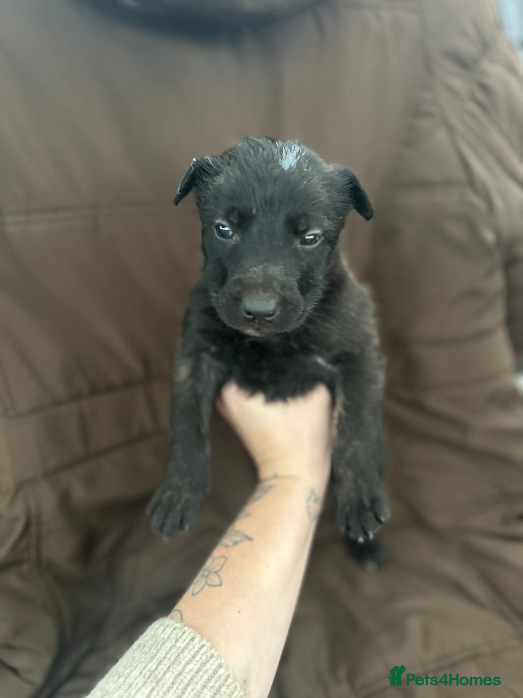 Mixed Breed dogs for sale: Dutch Herder Puppies  - Advert 33