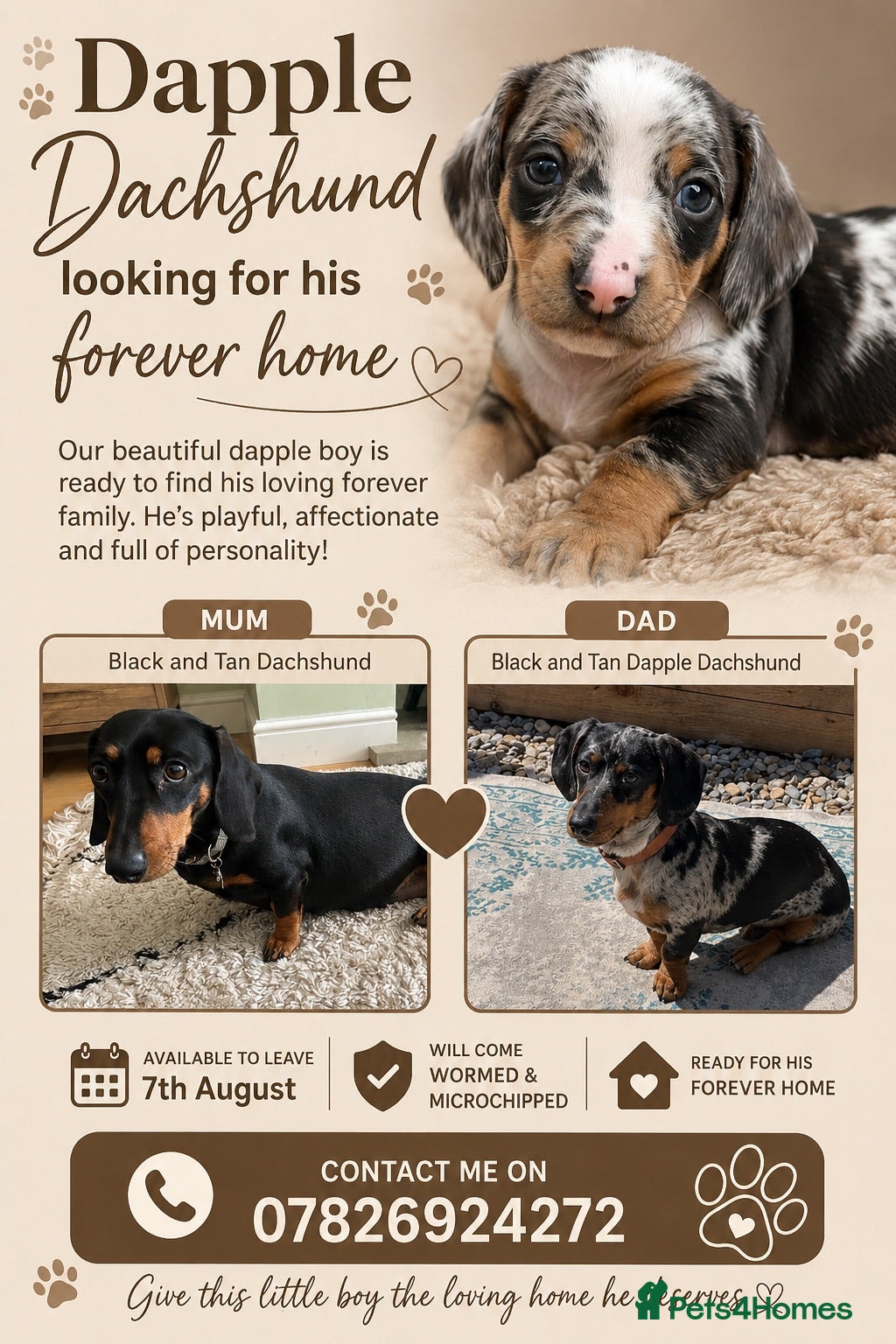 Dachshund dogs Dachshunds  - Advert 5