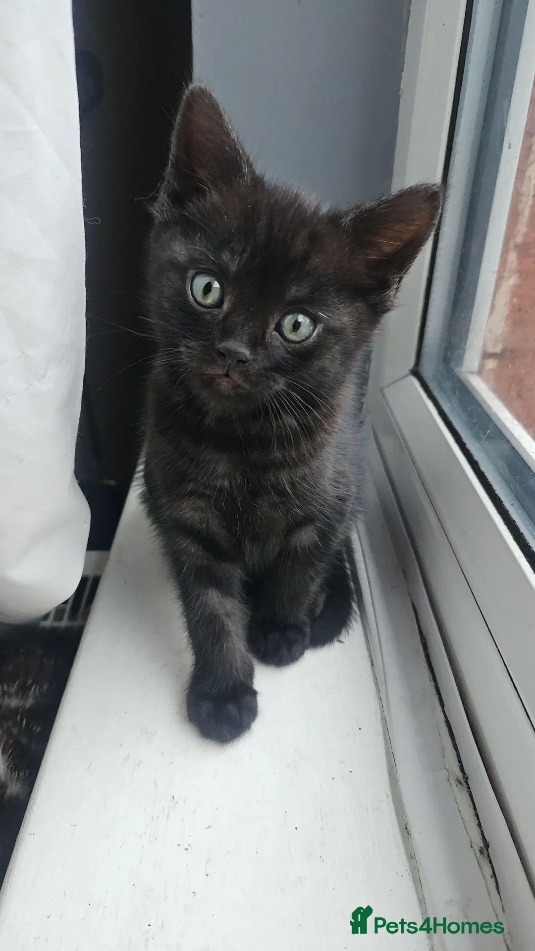 Mixed Breed cats for sale: 4 male kittens for sale - Advert 2