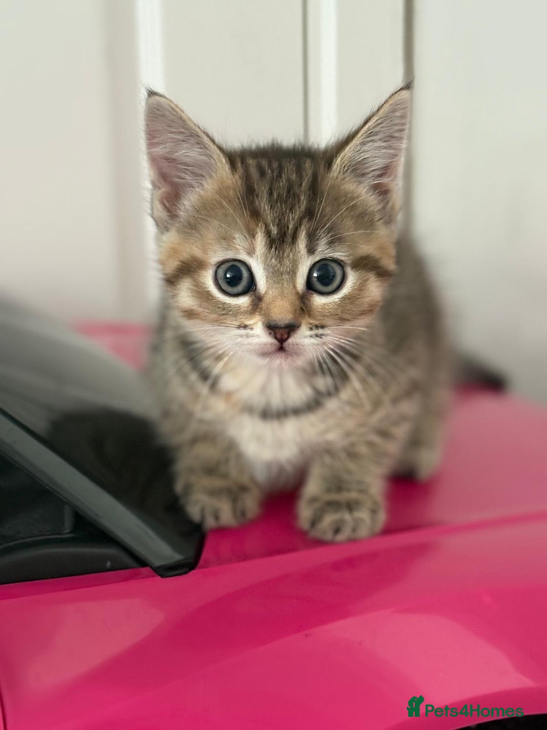 Mixed Breed cats for sale: 4 beautiful tabby kittens for sale  - Image 13