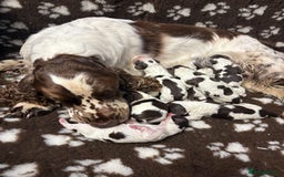 English Springer Spaniel dogs for sale: English springer spaniel puppies  - Advert 5