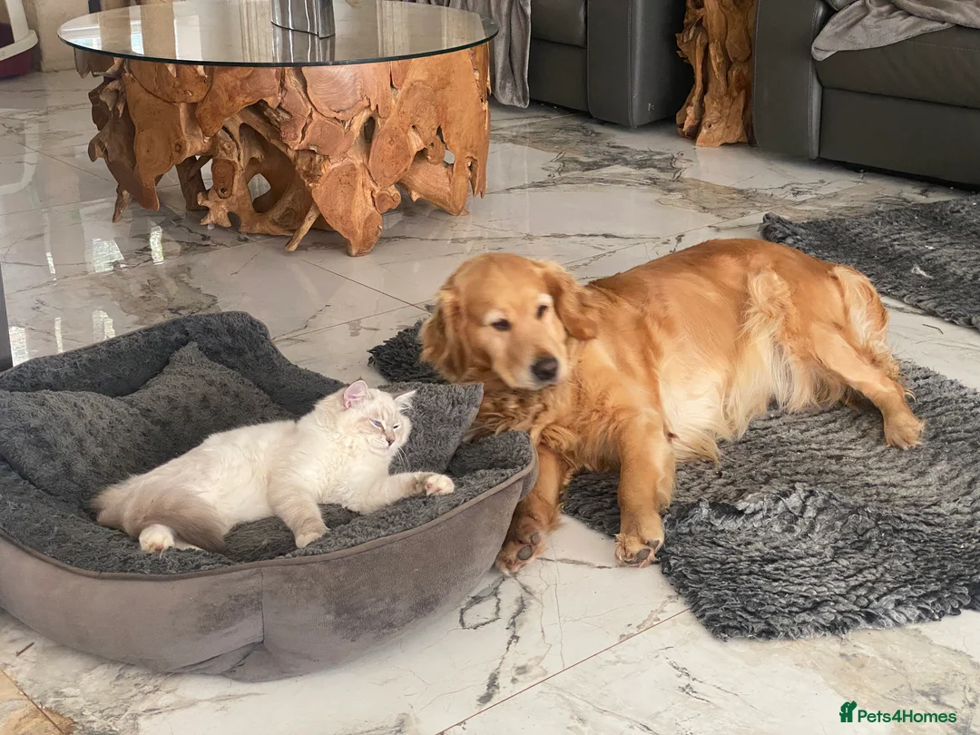 Cockapoo dogs for sale: ‼️ Attention Please ‼️ - Advert 24