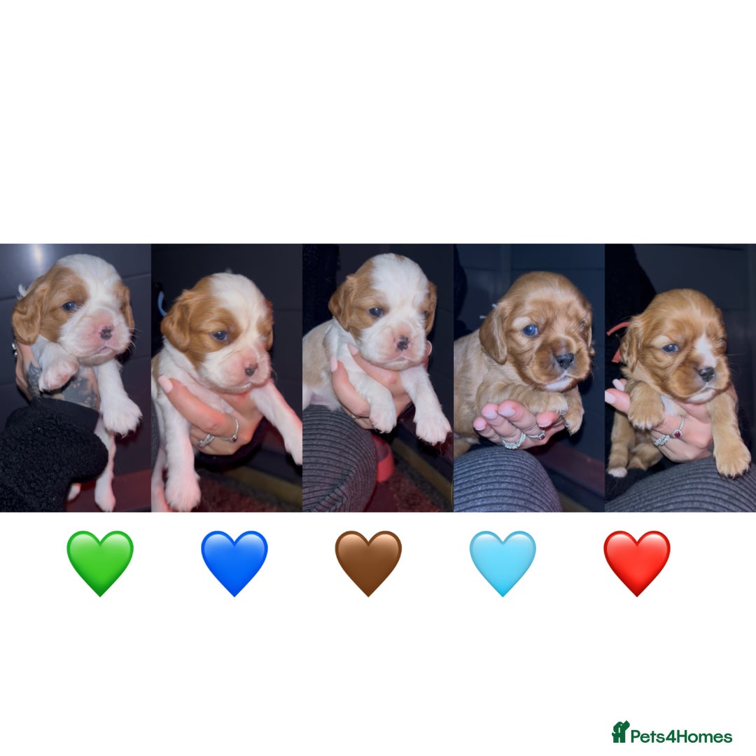 Cavalier King Charles Spaniel dogs for sale: 5 beautiful CKCS ❤️ - Advert 3