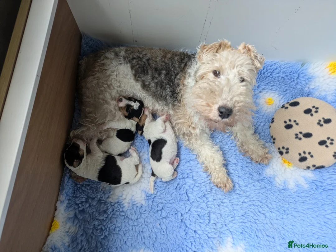 Fox Terrier dogs for sale: Beautiful KC litter of ( 3 boys )  in Wisbech - Advert 17