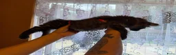 Maine Coon cats for sale: Maine Coon Registered TICA - Advert 4