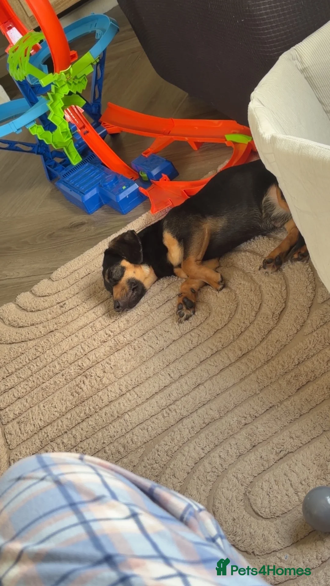 Chiweenie dogs for sale: Handsome boy Benji  - Advert 2