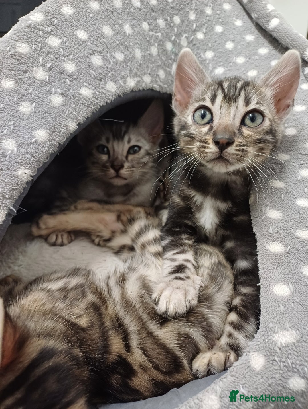 Mixed Breed cats for sale: Bengal beauties - Image 9