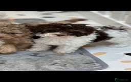 Cavapoo dogs for stud: Premium Cavapoo Chocolate Phantom Parti Stud  in Rickmansworth - Image 19