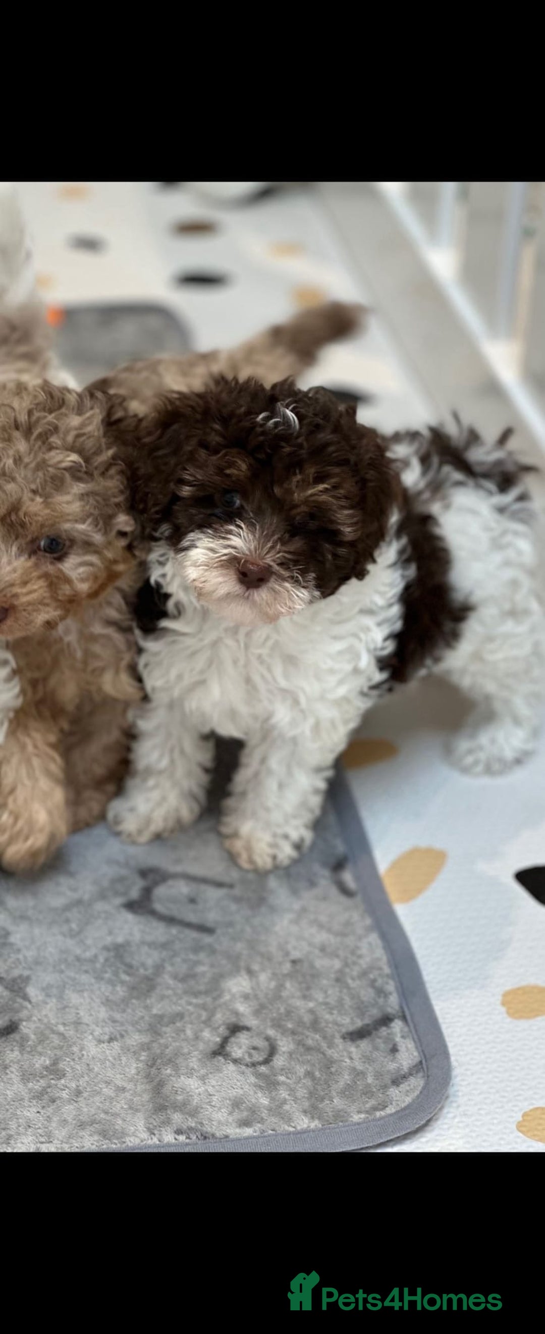 Cavapoo dogs for stud: Premium Cavapoo Chocolate Phantom Parti Stud  in Rickmansworth - Image 19