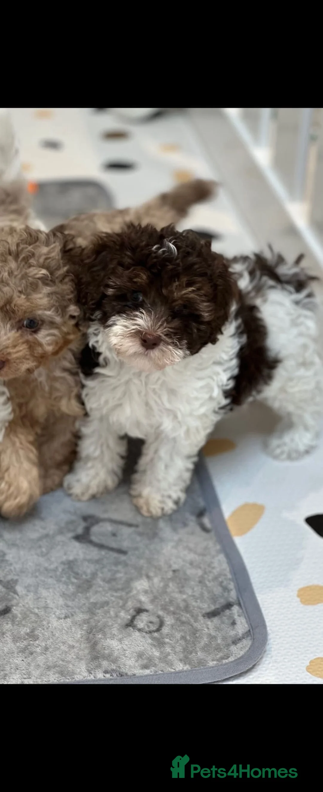 Cavapoo dogs for stud: Premium Cavapoo Chocolate Phantom Parti Stud  in Rickmansworth - Advert 19