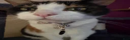 Mixed Breed cats for sale: Luna - tricoloured cat! in Abergavenny - Advert 4