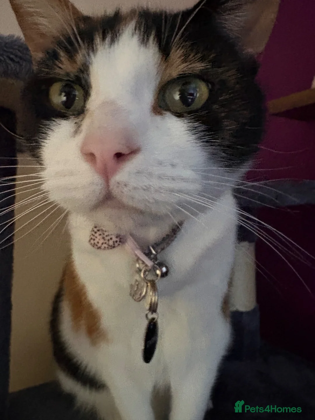 Mixed Breed cats for sale: Luna - tricoloured cat! in Abergavenny - Advert 4