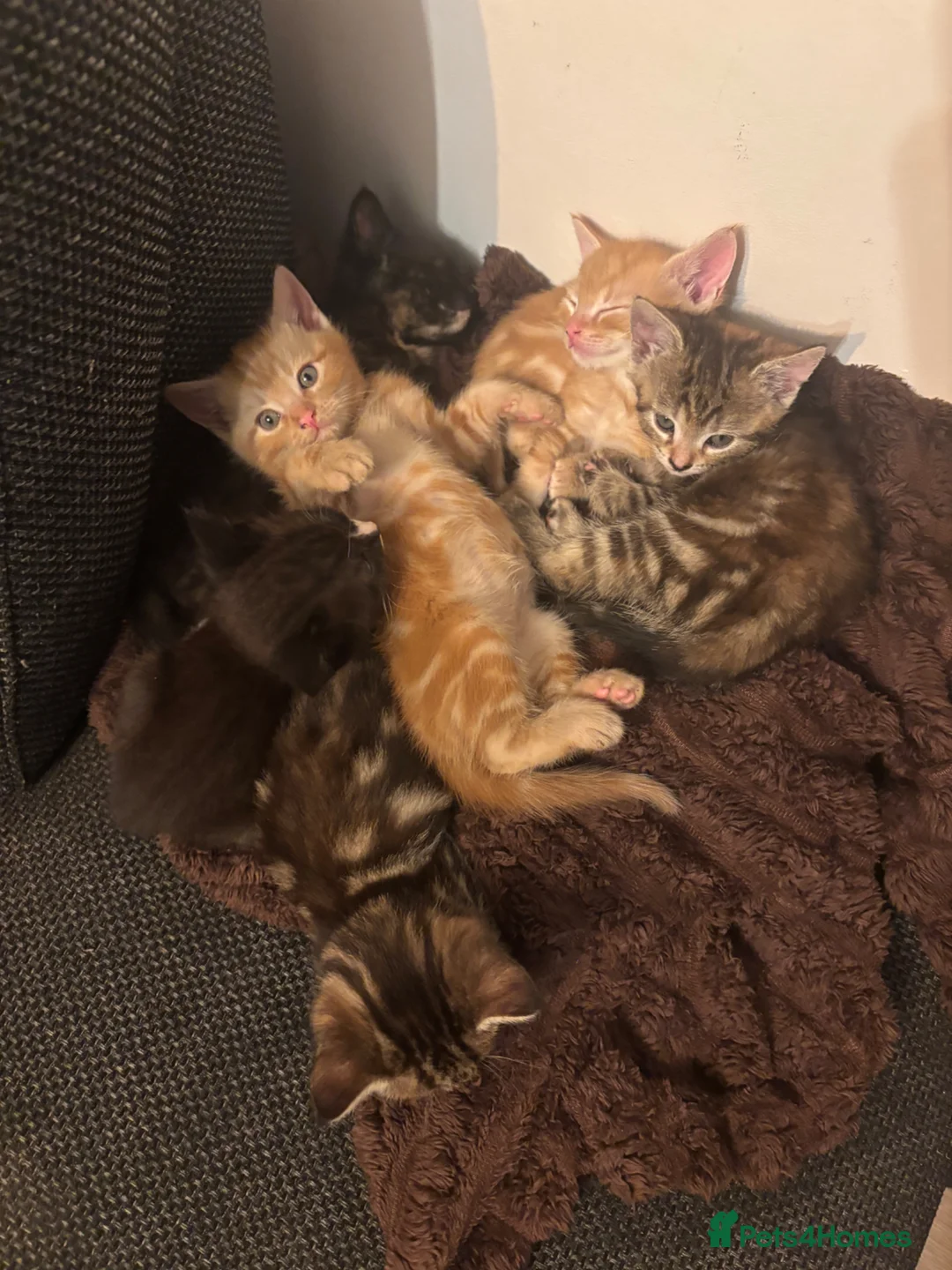 Mixed Breed cats for sale: 6 mixed kittens  - Advert 2